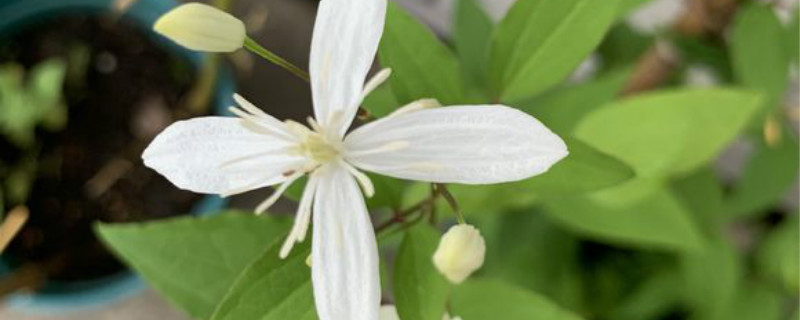 毛茛科植物特征