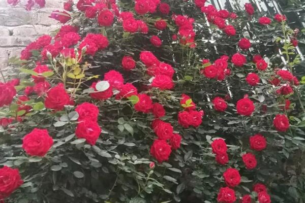 妈妈在门口插个枝,10天爆出大白根,3年窜满整面墙! 妈妈在门口插个枝,10天爆出大白根,3年窜满整面墙!