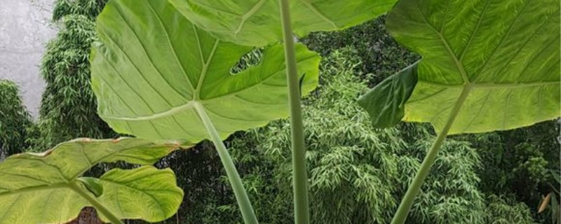 大野芋能吃吗 大野芋能吃吗