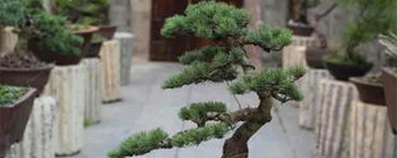 大阪松针叶发黄怎样处理 大阪松针叶发黄怎样处理