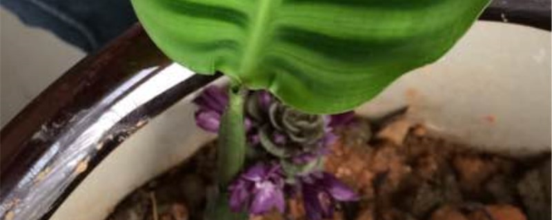 天鹅绒花的花语 天鹅绒花的花语