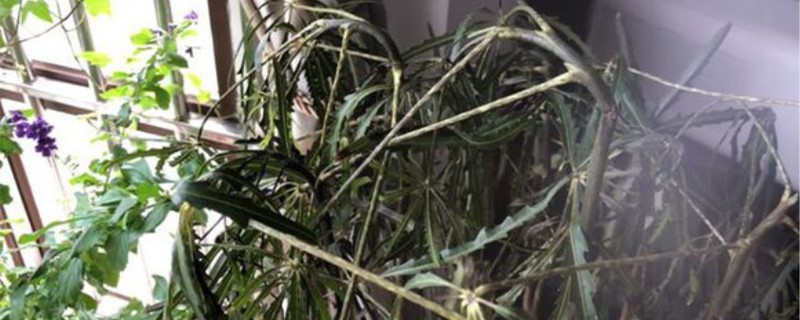 孔雀木适合室内养吗 孔雀木适合室内养吗