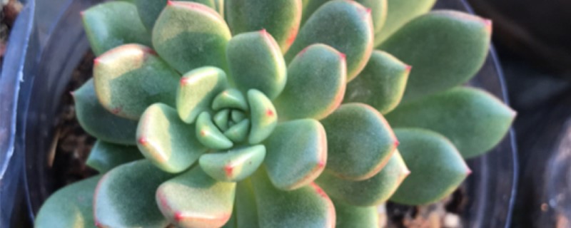 宝石花用什么来繁殖 宝石花用什么来繁殖