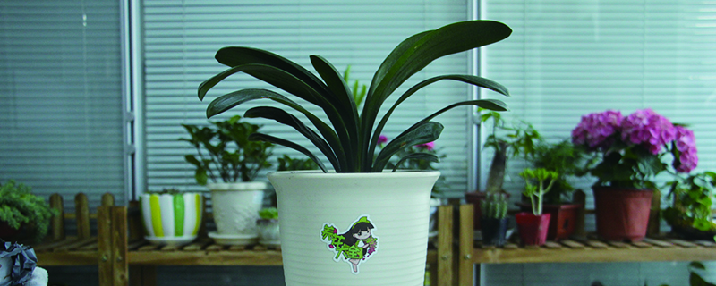 客厅绿植哪些好养 客厅绿植哪些好养