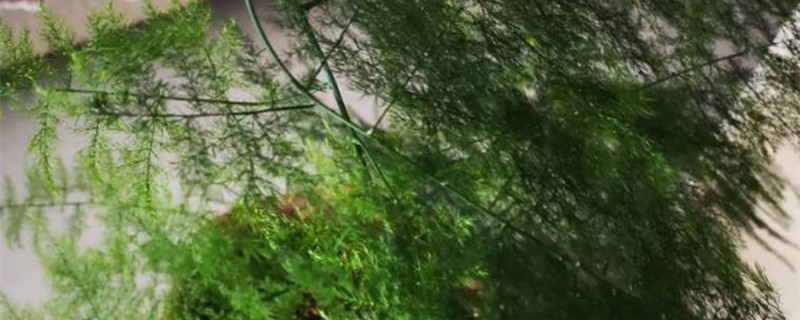 文竹能长多高 文竹能长多高