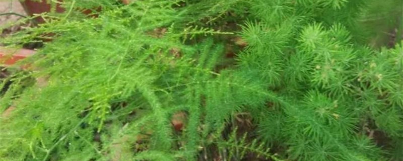 文竹适合深盆还是浅盆 文竹适合深盆还是浅盆