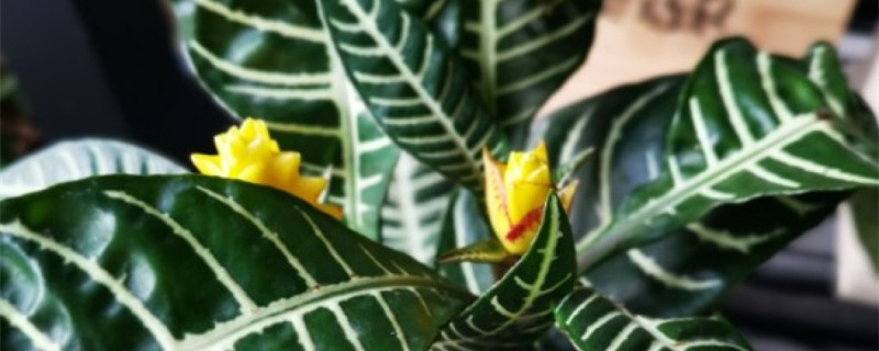 斑马花家里能养吗 斑马花家里能养吗