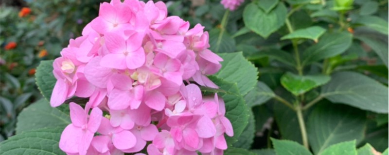 无尽夏小苗几年开花 无尽夏小苗几年开花