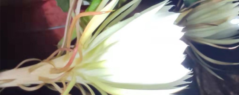 昙花开花前的征兆 昙花开花前的征兆