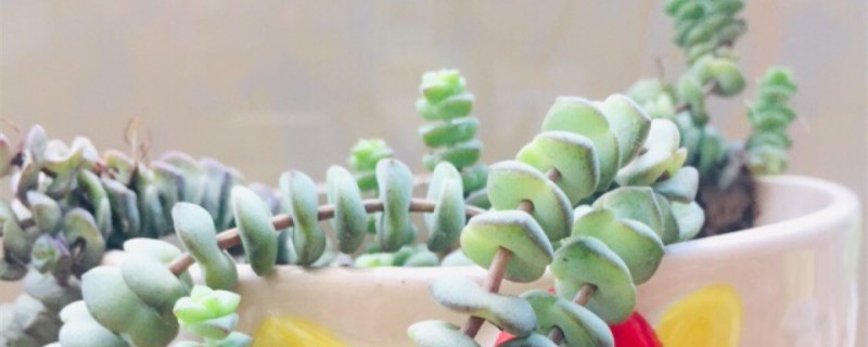 星乙女多肉植物怎么养 星乙女多肉植物怎么养