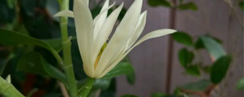 白兰花叶子下垂没精神怎么回事 白兰花叶子下垂没精神怎么回事