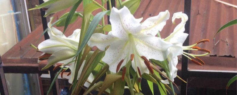 百合醒花方法 百合醒花方法