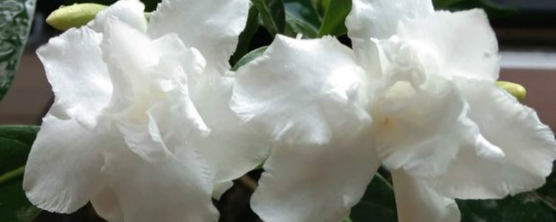 狗牙花修剪方法及时间
