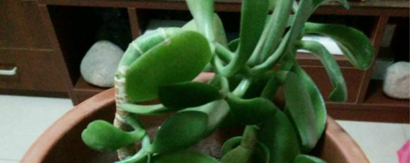 玉树夏天能换盆吗 玉树夏天能换盆吗