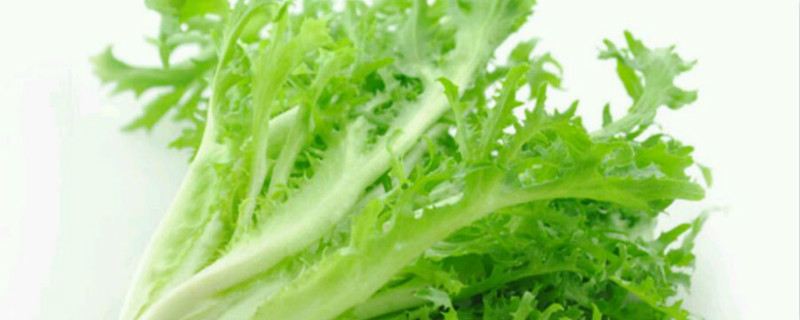 苦菊割了还长吗 苦菊割了还长吗