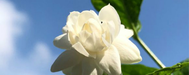 茉莉落花是怎么回事 茉莉落花是怎么回事