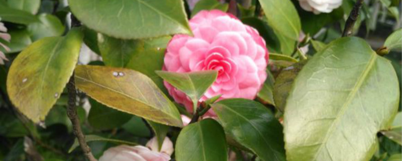 茶花用深盆还是浅盆