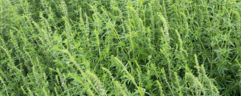 荆芥是什么菜 荆芥是什么菜
