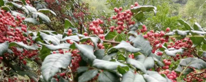 花椒种子什么时候播种 花椒种子什么时候播种