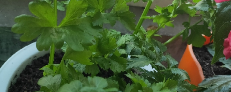芹菜长蜜虫咋办 芹菜长蜜虫咋办