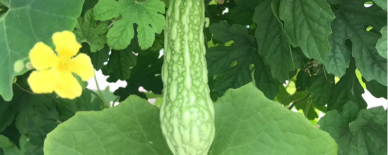 苦瓜长蛆虫用什么药 苦瓜长蛆虫用什么药