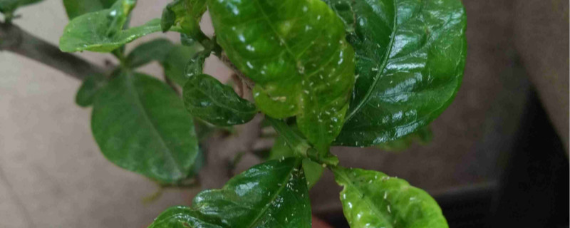 花上长满粘粘的白虫子怎么办 花上长满粘粘的白虫子怎么办