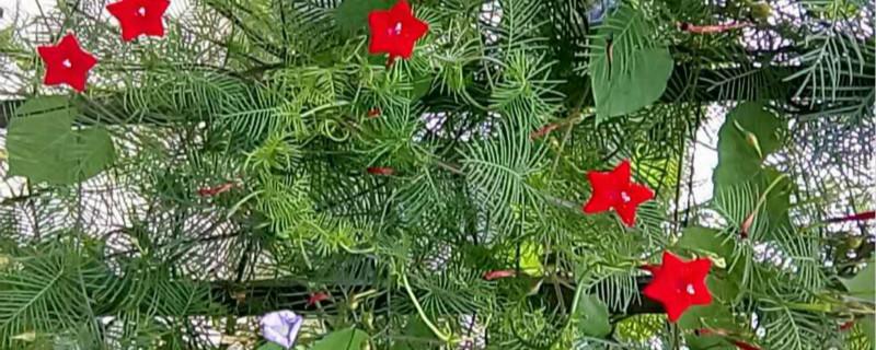 羽叶茑萝是多年生吗