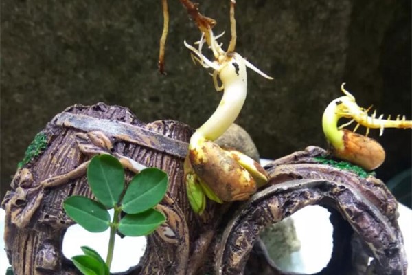 1粒花生米,被她养成盆景,造型比绿萝好看! 1粒花生米,被她养成盆景,造型比绿萝好看!