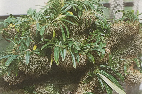 非洲霸王树缀化 Pachypodium lamerei f.cristata 非洲霸王树缀化 Pachypodium lamerei f.cristata