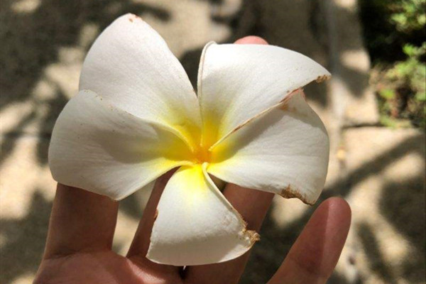 白花鸡蛋花 Plumeria alba 白花鸡蛋花 Plumeria alba
