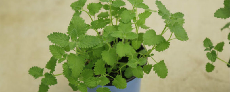 薄荷可以插枝种植吗 薄荷可以插枝种植吗