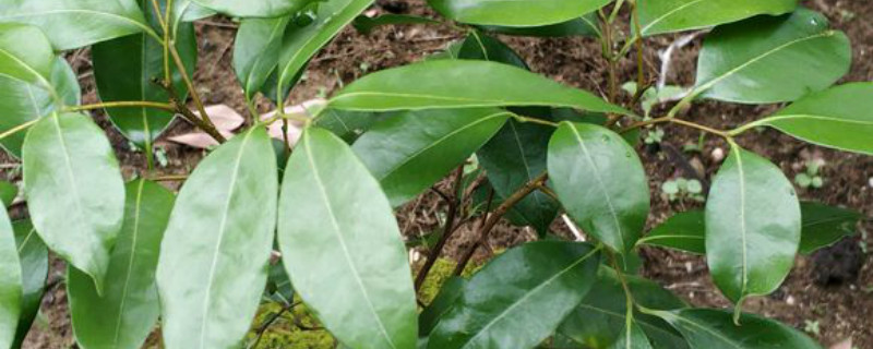 荔枝核种植能结果吗