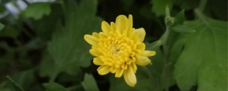 菊花叶子黄了怎么恢复 菊花叶子黄了怎么恢复