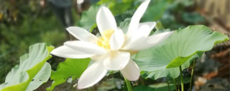 菜莲怎么养开花 菜莲怎么养开花