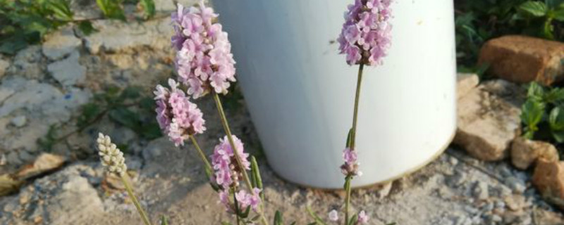 莫奈薰衣草怎么养 莫奈薰衣草怎么养