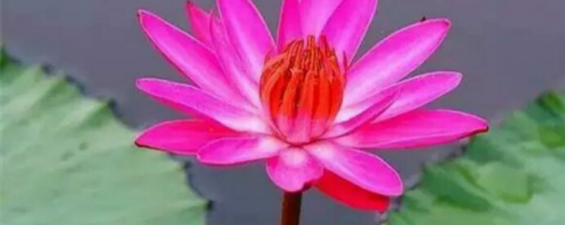 莲花种子发芽后怎么养 莲花种子发芽后怎么养
