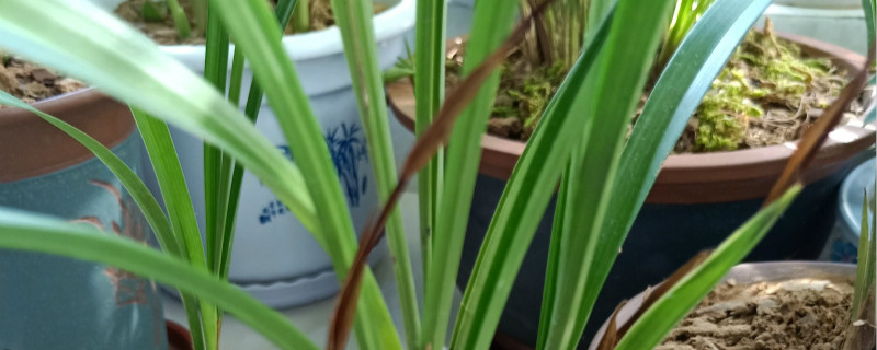 金丝马尾兰几月开花 金丝马尾兰几月开花