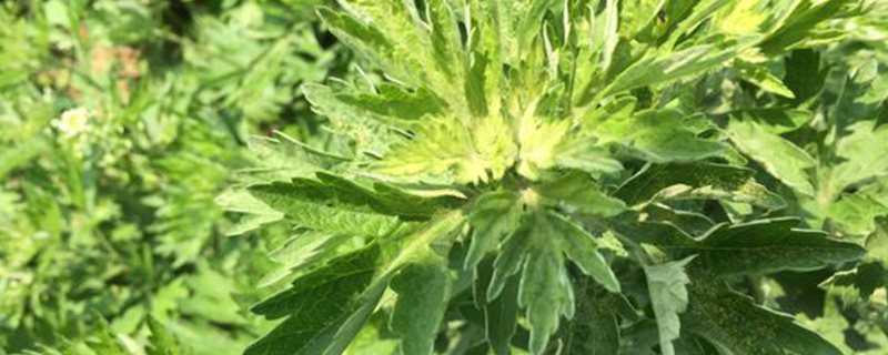 野艾草和家艾草的区别