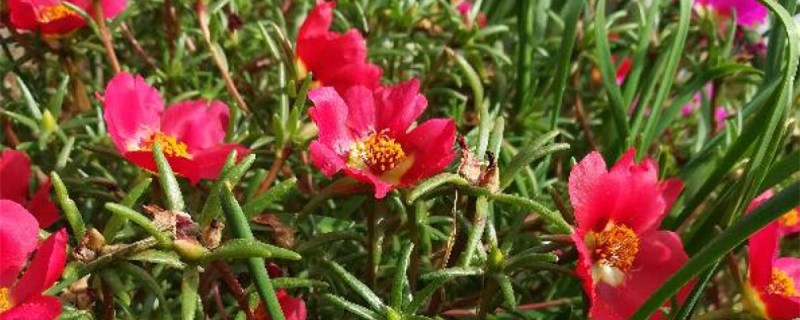 重瓣太阳花可以活几年 重瓣太阳花可以活几年