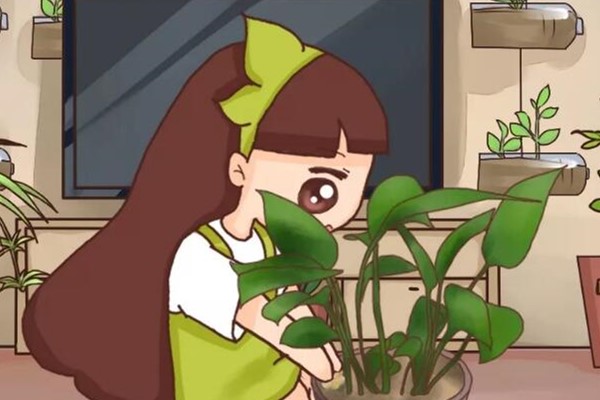 盆土硬成大疙瘩,浇点松土剂,立马软得像发糕! 盆土硬成大疙瘩,浇点松土剂,立马软得像发糕!