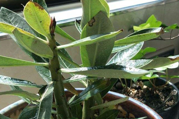 白马城 Pachypodium saundersii 白马城 Pachypodium saundersii
