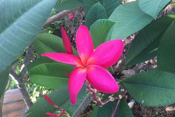 红花鸡蛋花 Plumeria rabra 红花鸡蛋花 Plumeria rabra