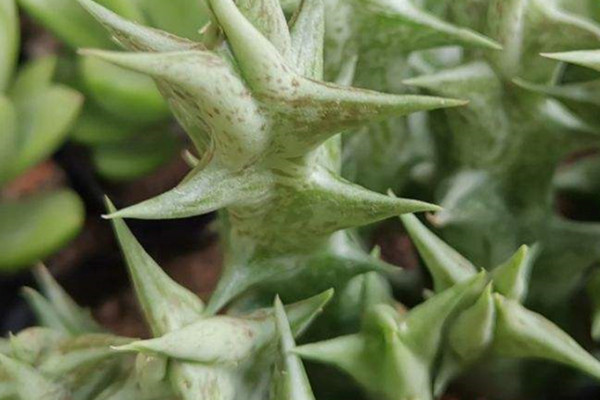 紫龙角 Caralluma hesperidum 紫龙角 Caralluma hesperidum