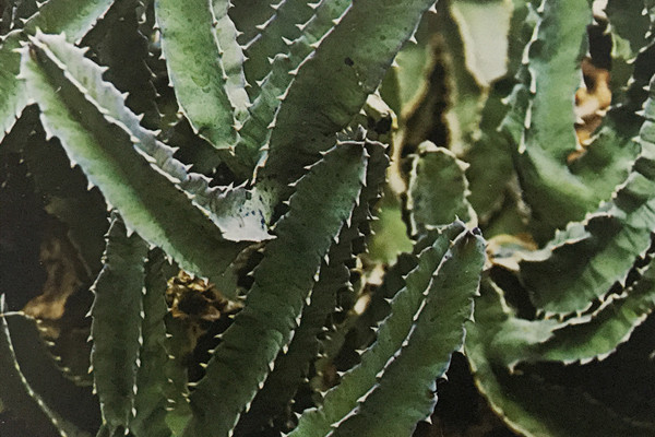 美丽水牛角 Caralluma speciosa 美丽水牛角 Caralluma speciosa