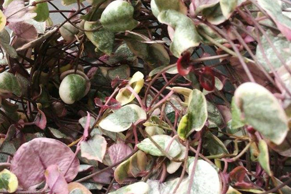 爱之蔓 Ceropegia woodii 爱之蔓 Ceropegia woodii