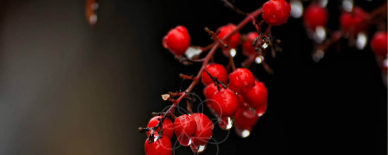 红豆插花怎么水养 红豆插花怎么水养