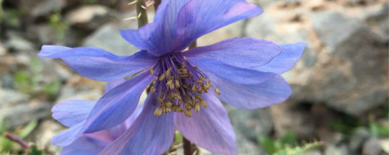 绿绒蒿花语 绿绒蒿花语