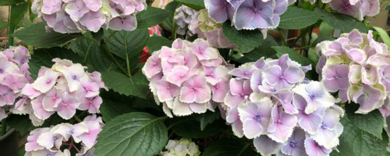 紫色绣球花花语 紫色绣球花花语