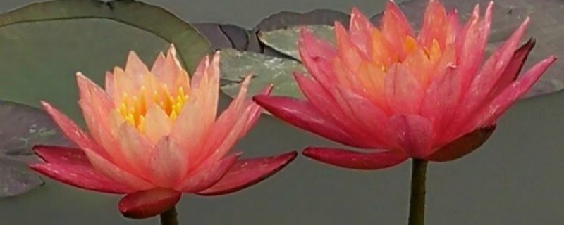 红莲的花语