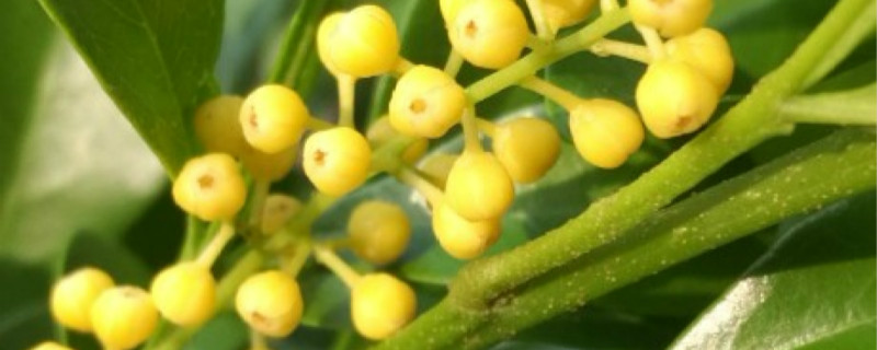 米兰花很多但不香是什么原因 米兰花很多但不香是什么原因